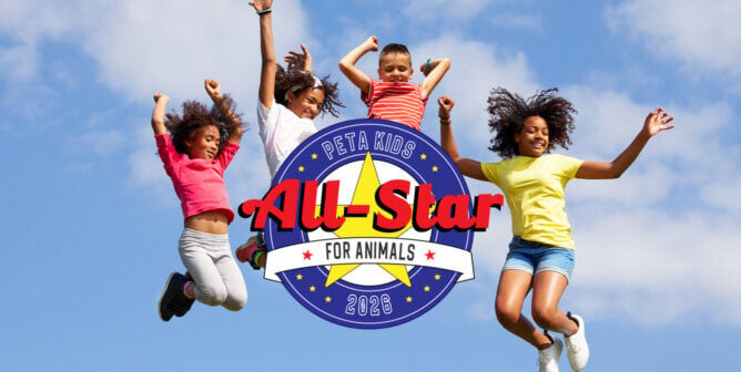 All-Star for Animals 2026 logo