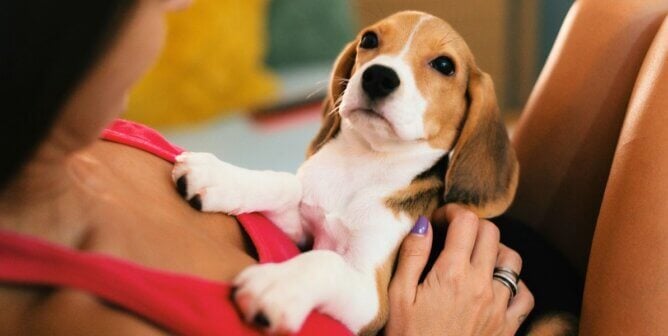 A beagle held by their guardian