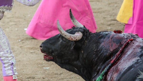 A bull slowly dies from multiple wounds in the bullfighting arena as a torero approaches him with a small knife (puntilla) used to administer a lethal jab