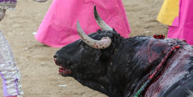 A bull slowly dies from multiple wounds in the bullfighting arena as a torero approaches him with a small knife (puntilla) used to administer a lethal jab