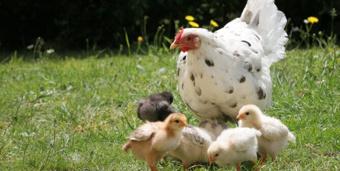 a hen and chicks in a grassy field