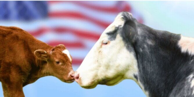Mother and baby calf