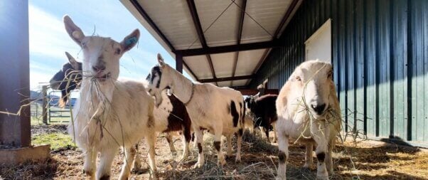 Goat group