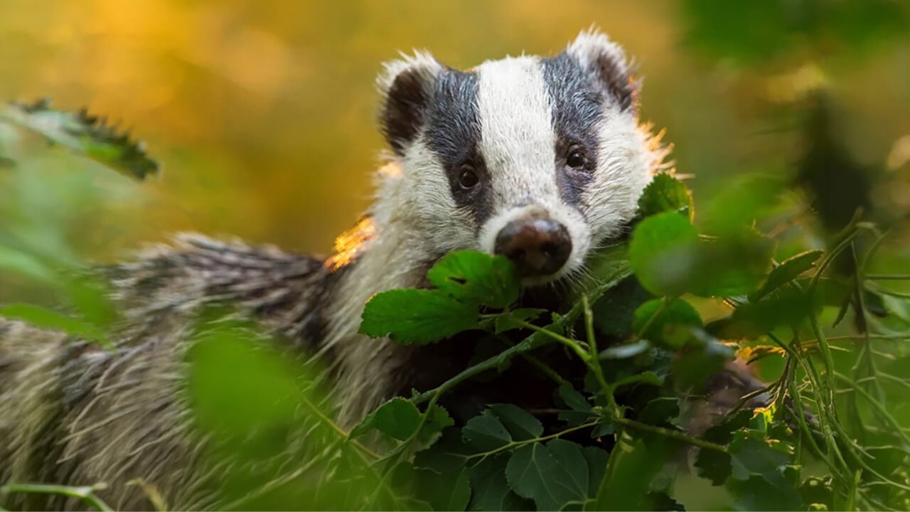Badger peeks out of foliage with sunny yellow background