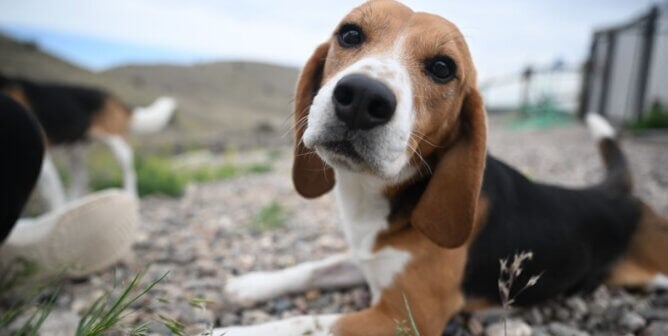 One of the beagles rescued from Red Beast