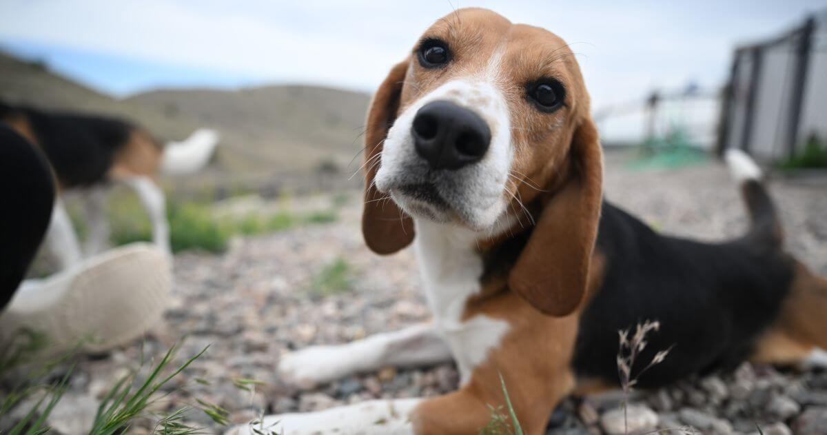 VIDEO: PETA Helped These Six Beagles Leave a Laboratory Behind Forever
