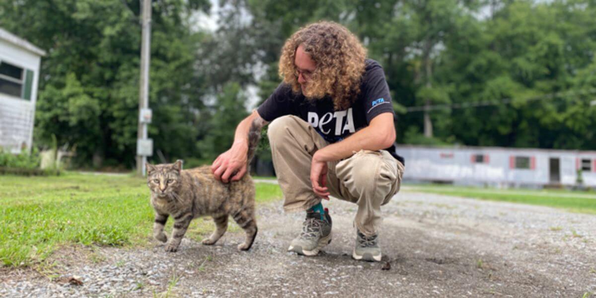 Staff putting a cat