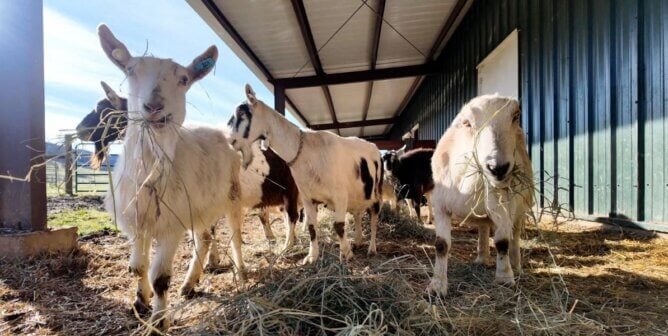 Goat group