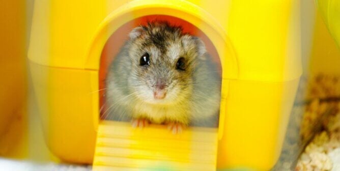 A hamster in a small yellow shelter