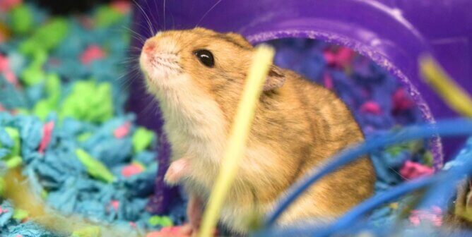 Hamster looking up