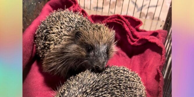 Rescued hedgehogs