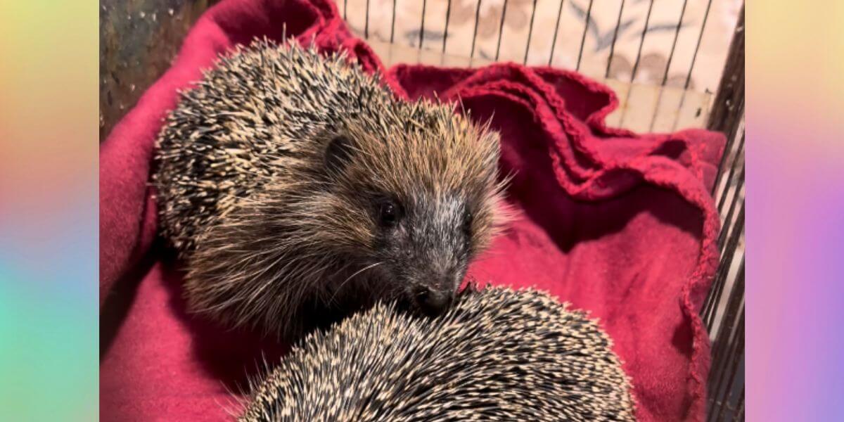 Rescued hedgehogs