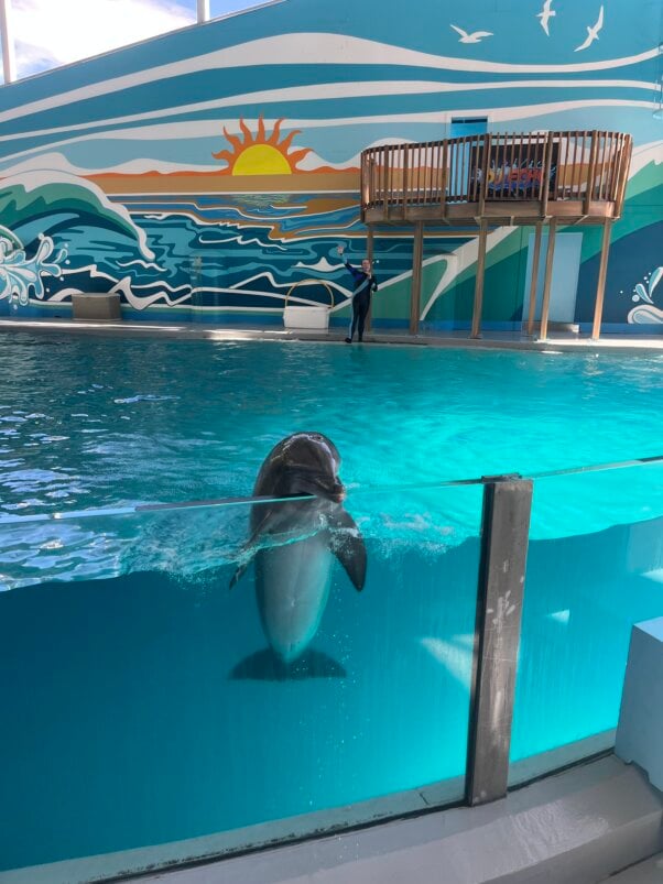 Merlin, a dolphin at Six Flags Discovery Kingdom