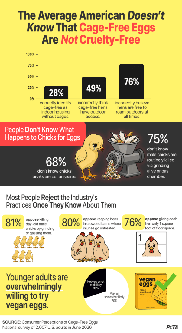 Cage Free Infographic