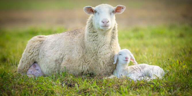 sheep and its lamb lying in green grass