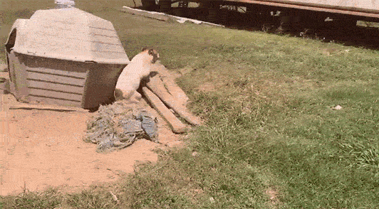 gif of dog chained to doghouse