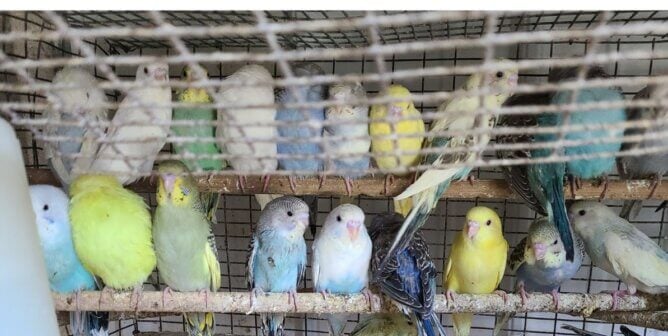 Parakeets