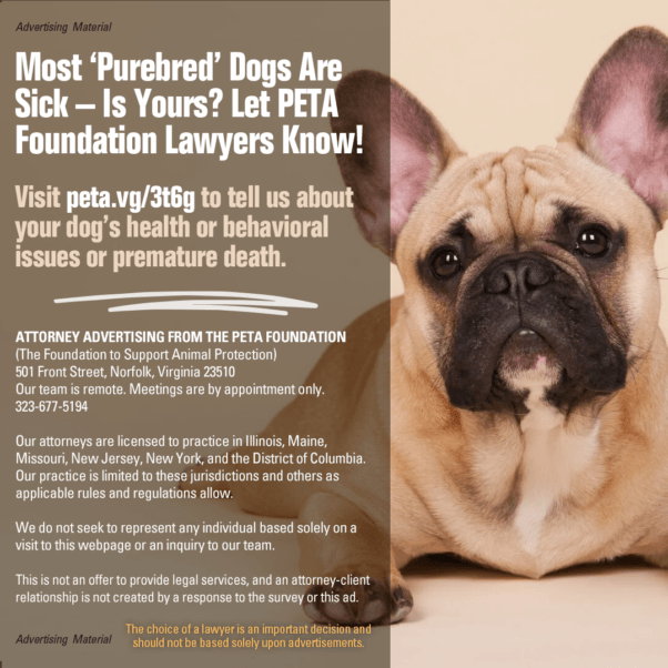 attorney advertising a purebred dog survey