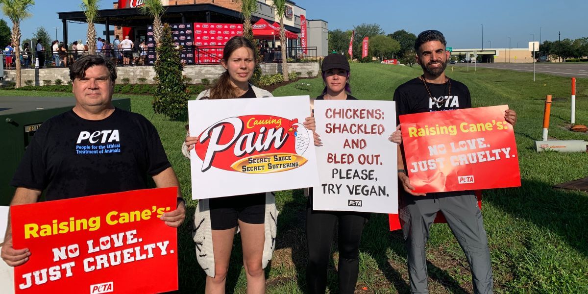 Raising Canes Demo