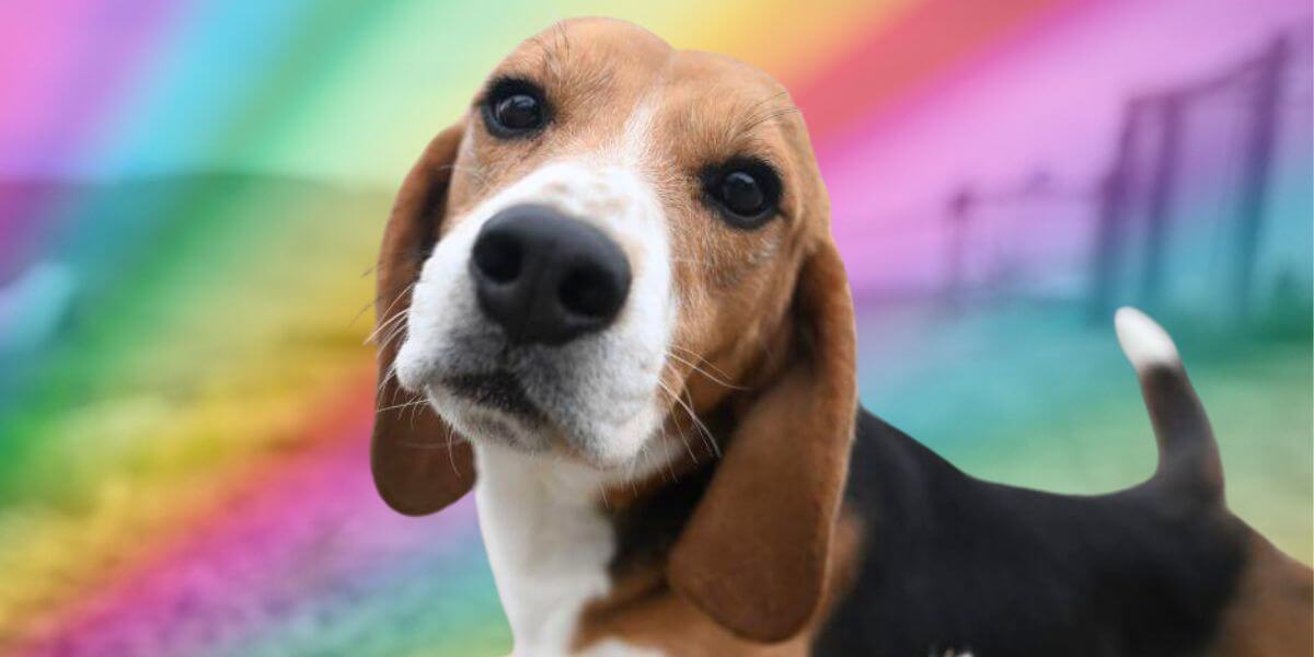 A beagle looking at the camera