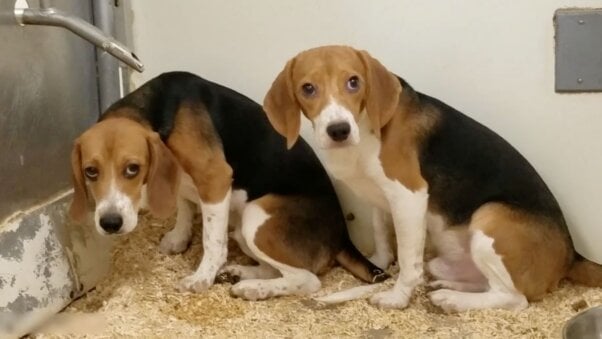 Miserable-looking beagles at Red Beast Enterprises
