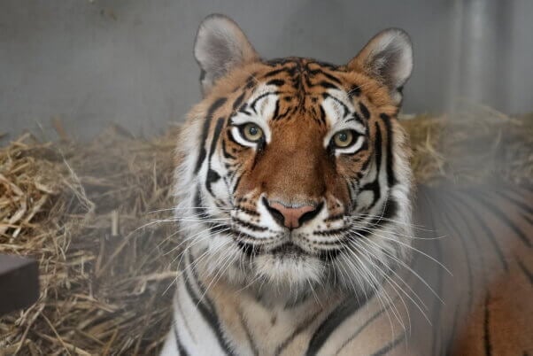 Sitara, a tiger rescued from Kirshner Wildlife Society