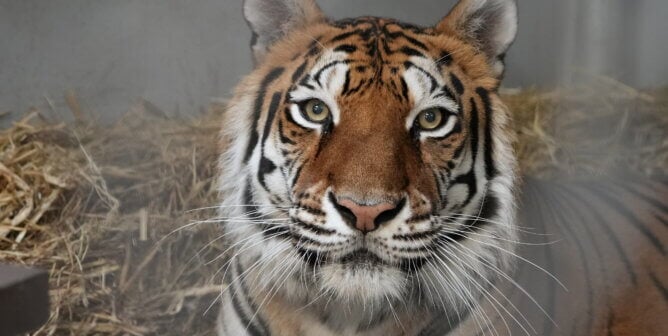 Sitara, a tiger rescued from Kirshner Wildlife Society