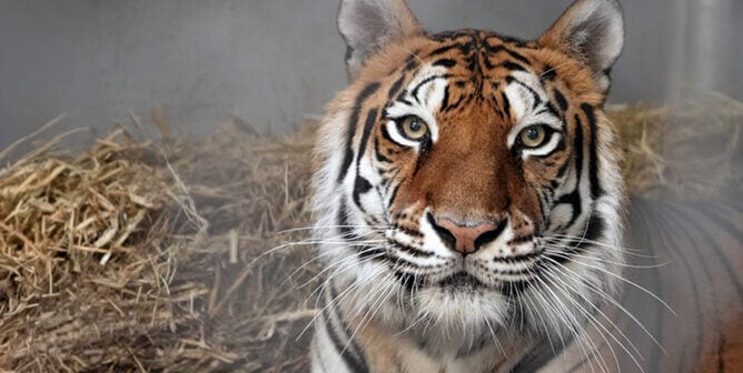 Sitara, a tiger rescued from Kirshner Wildlife Society