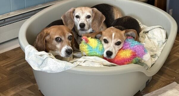 Rescued beagle from Red Beast with new friends