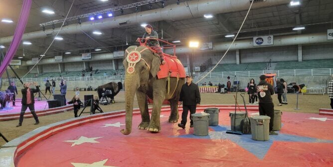 Viola the elephant and a person riding her without her consent
