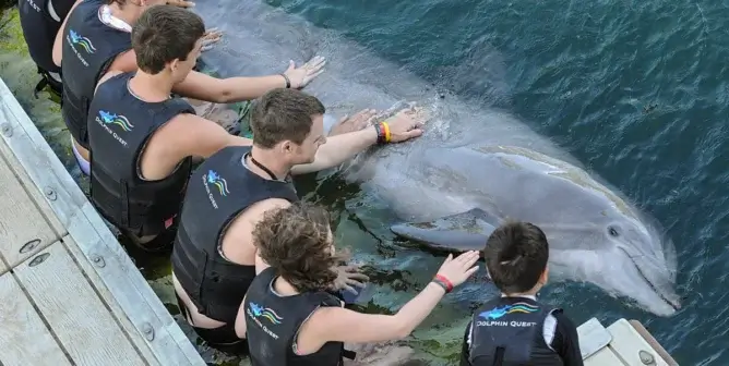 Dolphin being touched by a row of people
