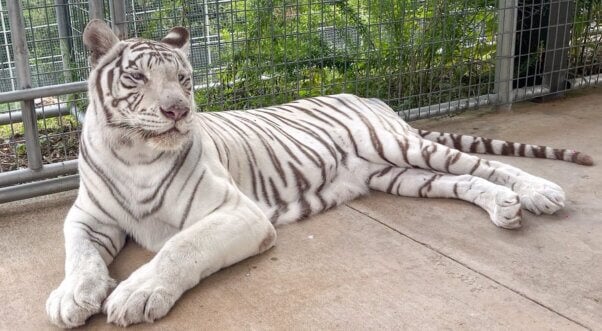 Rescued From Exploiter Ring, Tigers Are Relishing Sanctuary Life