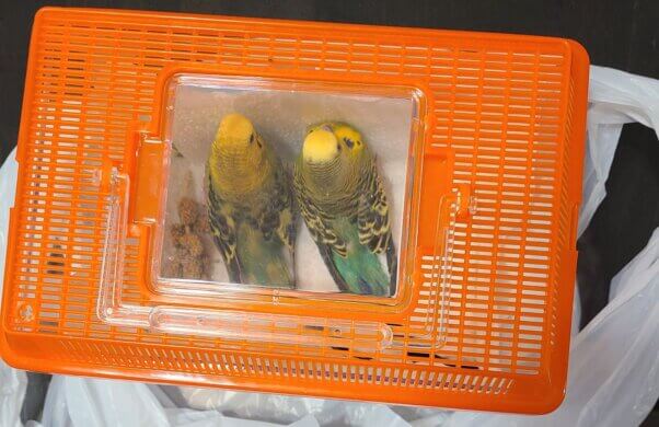 Now-rescued parakeets Bonnie and Clyde in a tiny cage at Creekside Birds