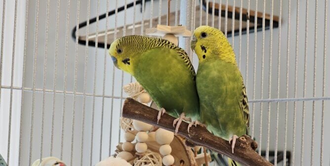 Bonnie and Clyde, two parakeets rescued by PETA from a breeding facility, in their new home