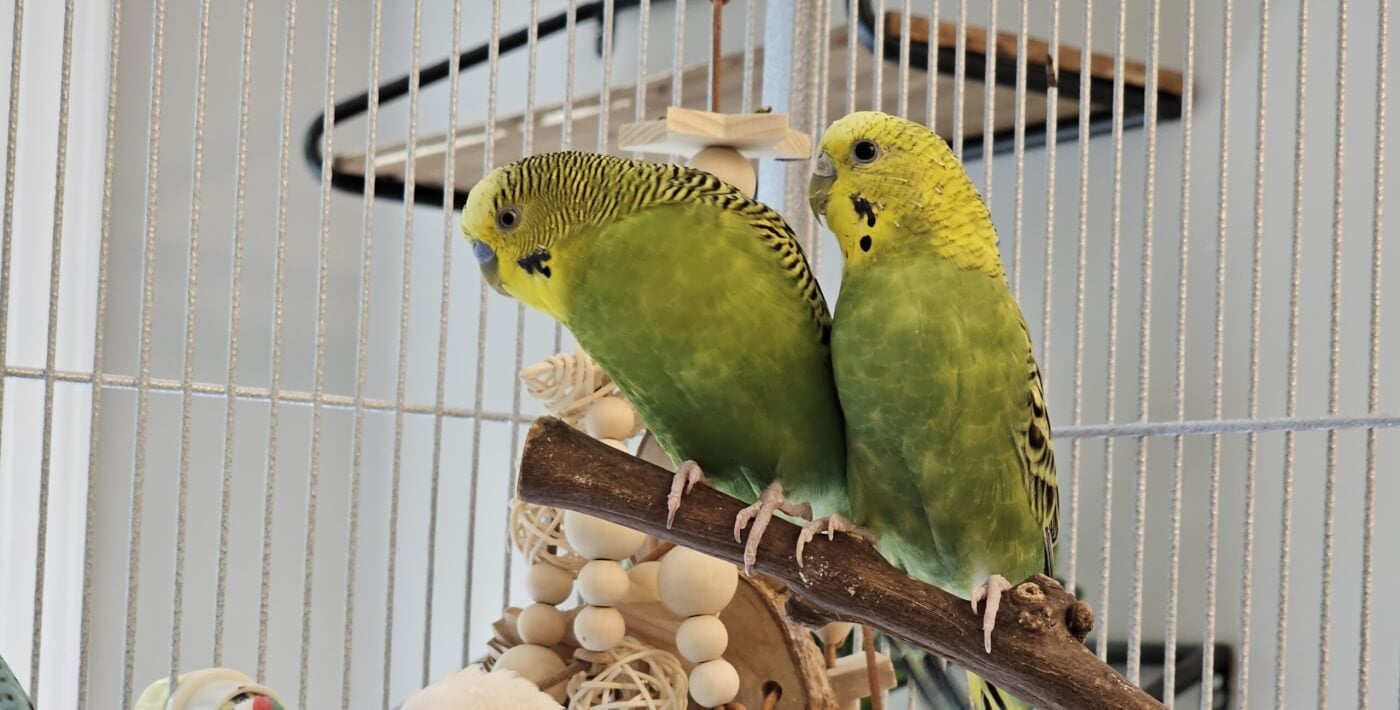 Meet Bonnie and Clyde: Two Parakeets Who Finally Get to Spread Their Wings