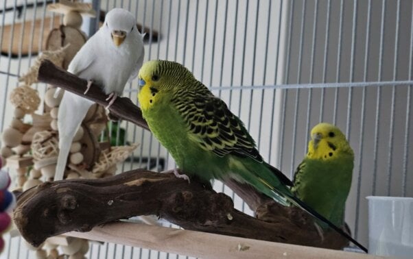 Rescued parakeets Bonnie and Clyde with their new friend Coconut