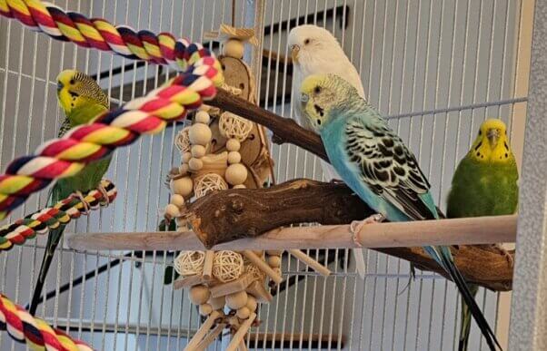 Bonnie and Clyde, parakeets rescued from Creekside Birds, with new friends Rocky and Coconut