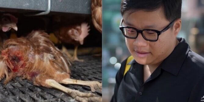 Picture of an apparently dead chicken in a cage free facility and a photo of a man watching the footage it came from.