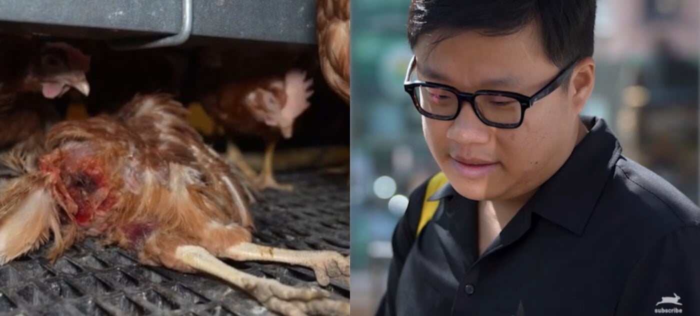 ‘It Was Horrid. It Was Disgusting.’ Whole Foods Shoppers React to the Footage From ‘Cage-Free’ Egg Farms