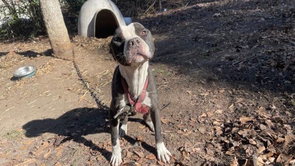Cash in front of a plastic shelter, chained