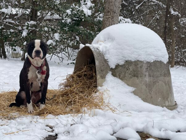 Cash sitting next to a hay-filled plastic shelter during winter