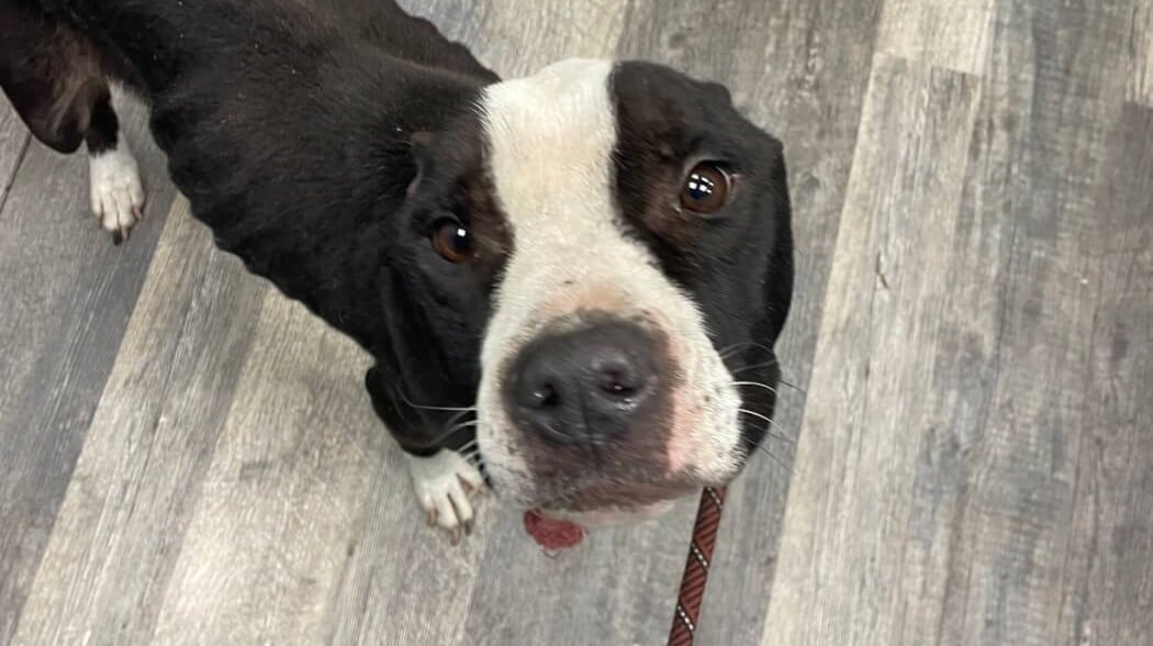 His Owner Had ONE Job. He Failed Miserably, So PETA Stepped In