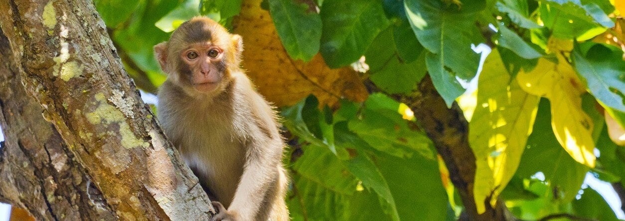 Rhesus macaques