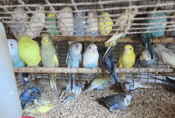 Memphis Petco Confrontation: Huge Photos of Parakeets Killed by Breeder, “Heads Ripped Off”