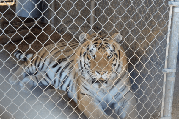 David Alan, one of the tigers previously confined to a barren cage at the Barry R. Kirshner Wildlife Foundation, is now receiving care at Performing Animal Welfare Society, a sprawling sanctuary in California. Credit: PETA