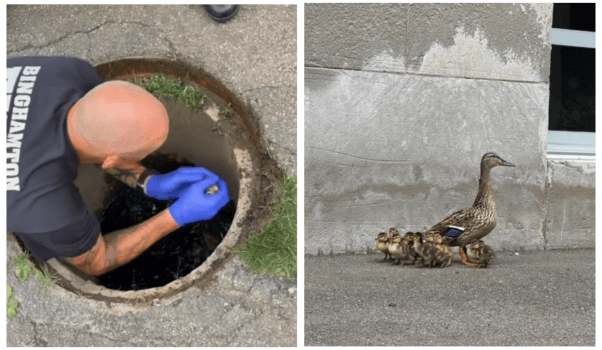 A firefighter climbs into a storm drain to rescue the ducklings. Credit: Binghamton Fire Department