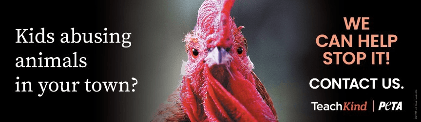 Summer Camps to Receive Empathy Curricula From PETA After Children Reportedly Kill Rooster