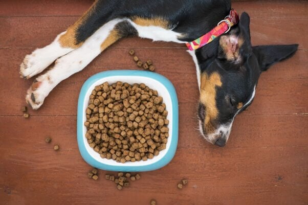 Dog next to a bowl of kibble