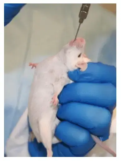 Mouse being force fed