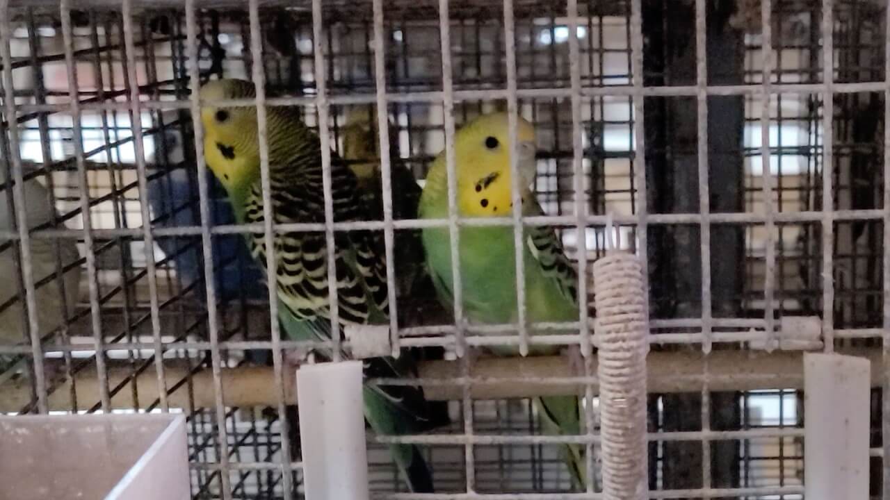 Meet Bonnie and Clyde: Two Parakeets Who Finally Get to Spread Their Wings